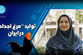 تلاش مرکز تحقیقات هوشمند کوثر دانشگاه تهران برای خودکفایی در تولید مرغ اجداد ایرانی